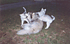 9930309942971.gif